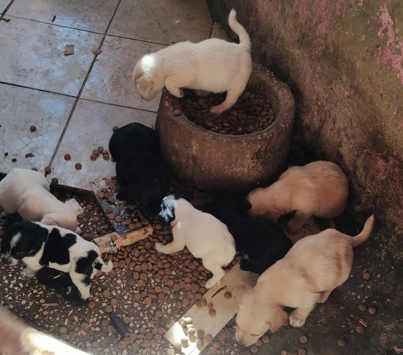 Cãezinhos para Adoção