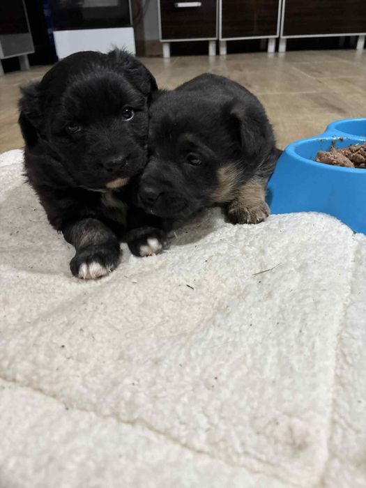 Oddam szczeniaki w dobre ręce