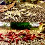 Krewetki White Pearl + Bloody Mary 10+10 sztuk