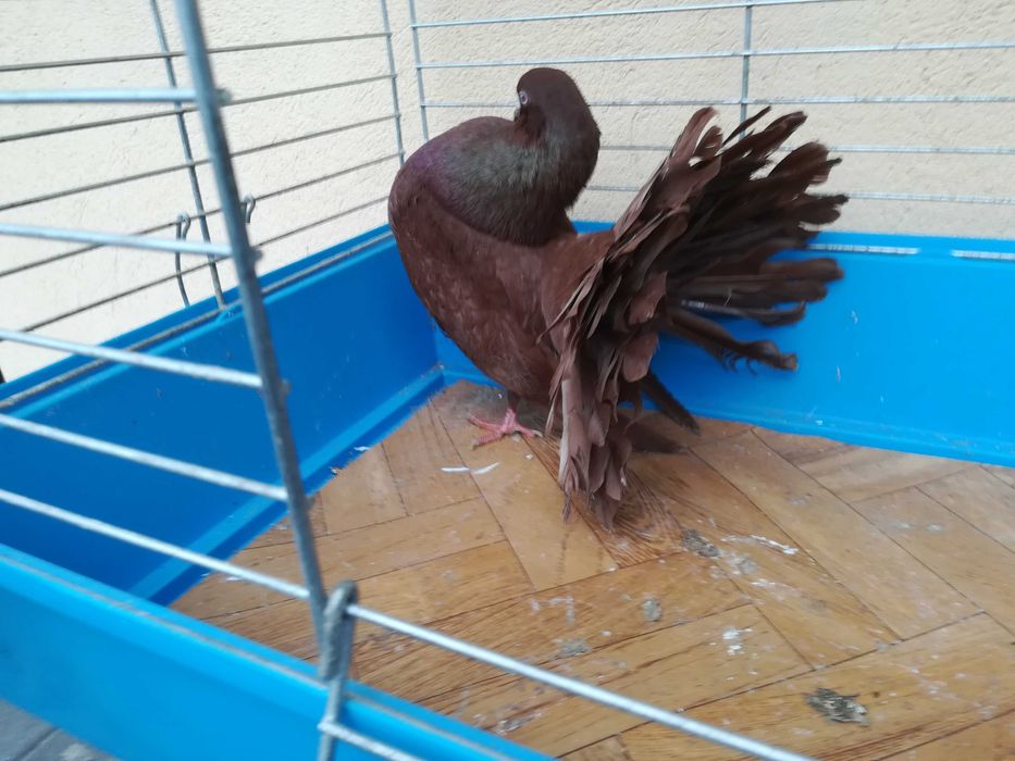 Pawik Pawiki czerwone STARY TYP 2025 r.