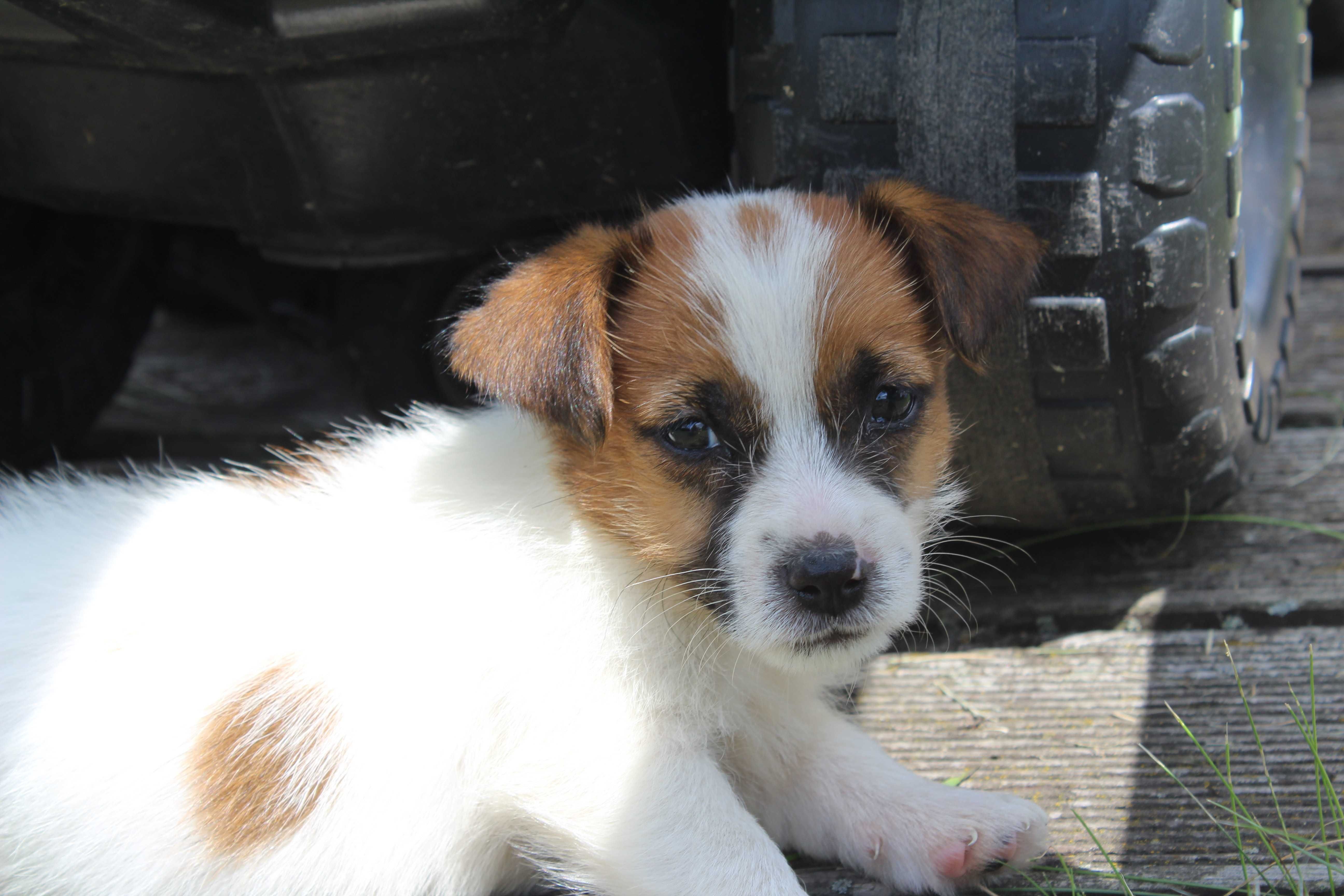 szczeniak Jack Russell Terrier pochodzenie ZKWP FCI