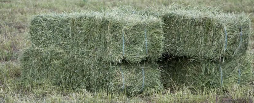 Люцерна тюки 2025