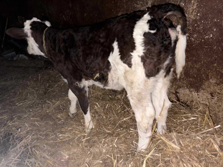 Jałoszka mięsna 2 tyg