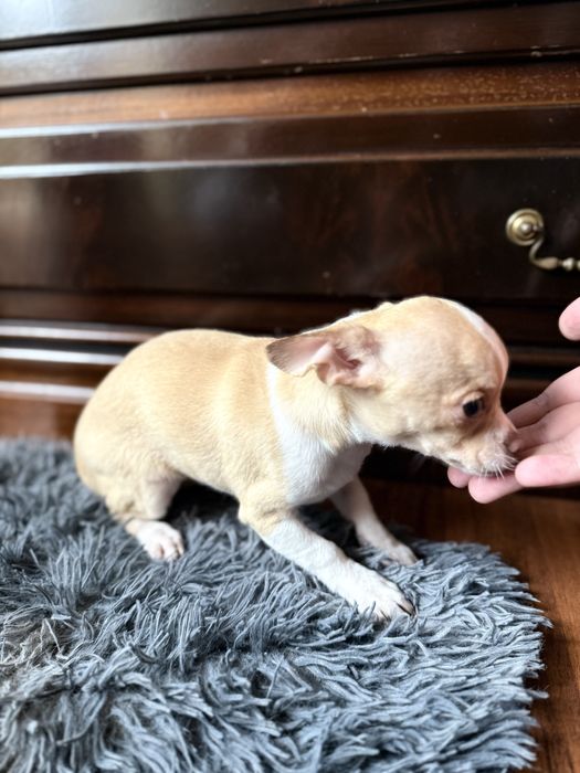 chihuahua femea bebe
