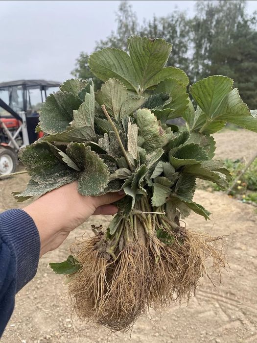 Sprzedam sadzonki truskawki Honeoye ( Hanoi )