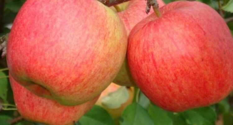 Продамо яблука домашні різних сортів