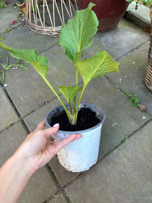 Hosta/ funkie sadzonki
