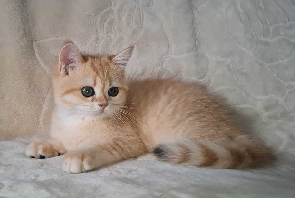 Kocurek brytyjski  krótkowłosy ZŁOTY  wiarygodny rodowód  WCF-PZF