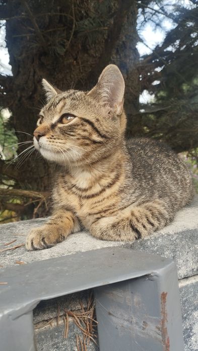 Kocięta kotki kotki