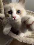 Kot rasy ragdoll kocur samiec