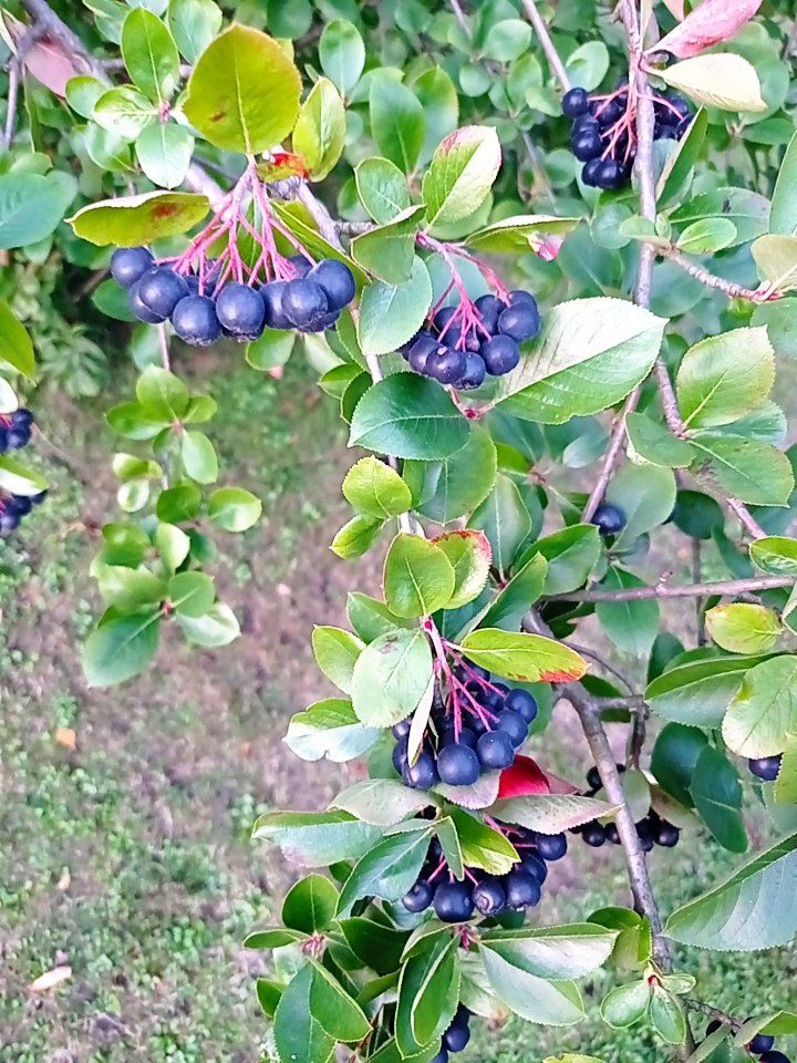 Aronia ekologiczna z ogrodu