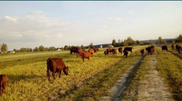 Bydło rasy RP Polska Czerwona