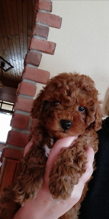 Красунчики той пудельки