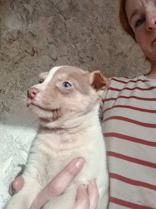 Щенок Бублик вакцинированный