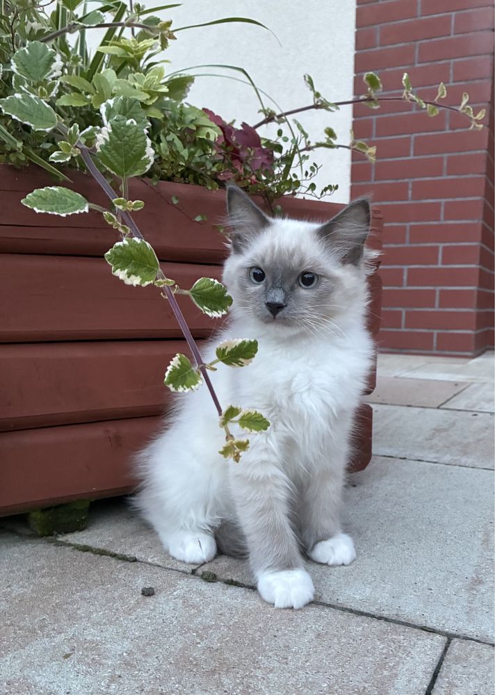 Ragdoll super kocurek
