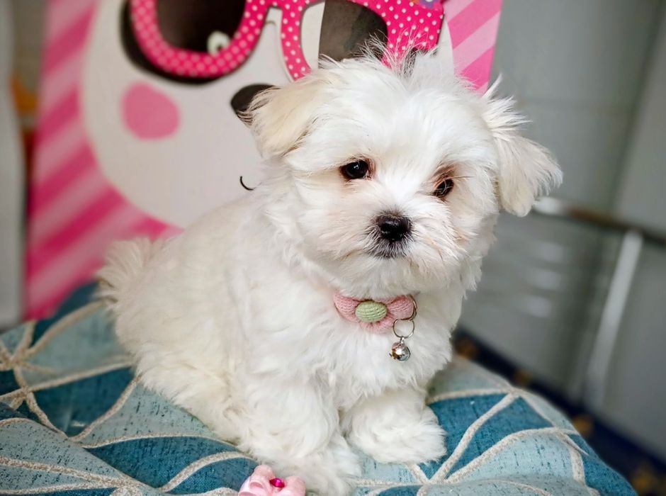 Мальтезе дівчинка в Києві