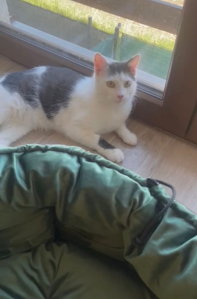 Kot do adopcji - FRANIO