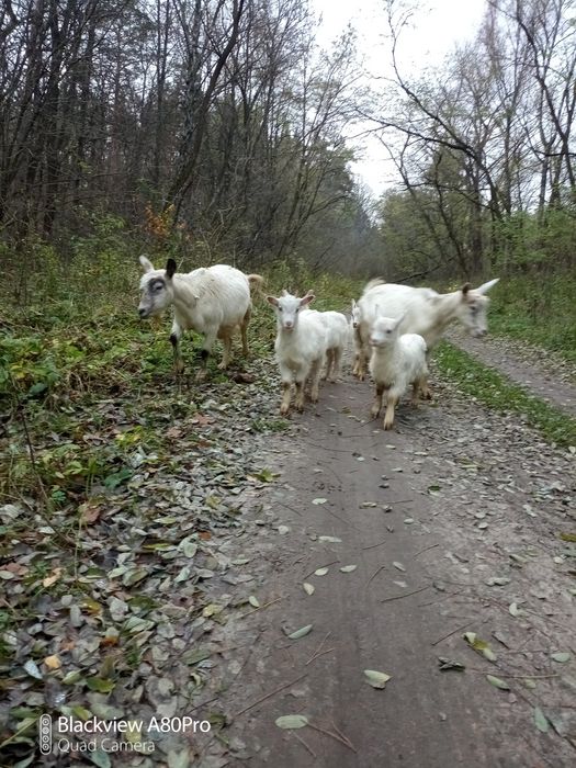 Гарненькі козлятка не дорого