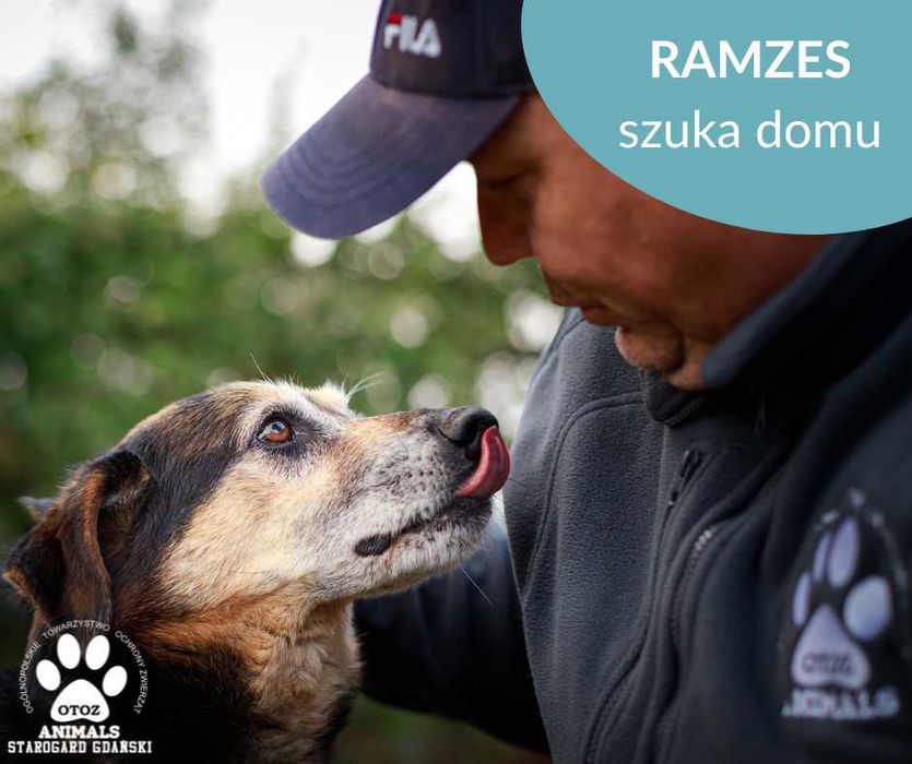 Starszy pies Ramzes szuka domu