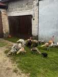 Indyki staropolskie mlode