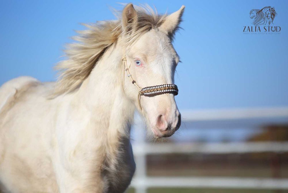 Gypsy\Irish cob-tinker  piękny  o wyjątkowej maści PERLINO!