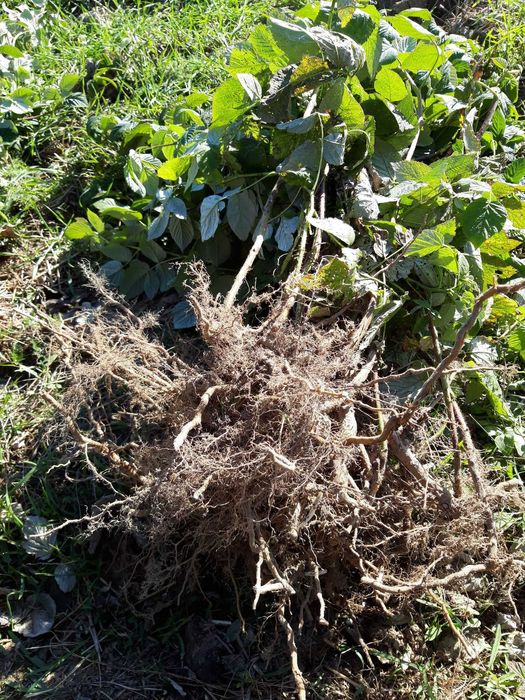 Malina letnia Tadmor Przehyba Laszka Glen Ample zadbana plantacja
