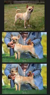 Chihuahua z rodowodem po cudownym włoskim imporcie szczenię  cziłała