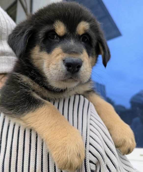 Кавказька вівчарка! Продам