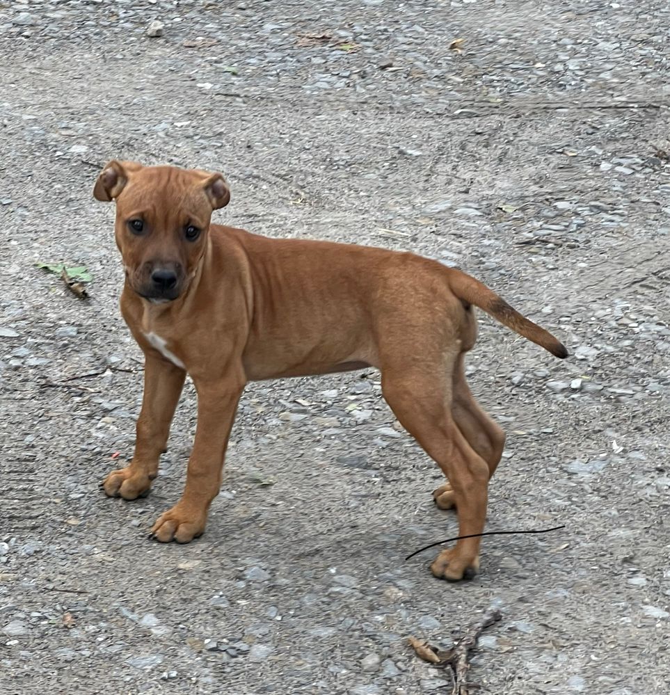 American pit bull terrier apbt pit bull