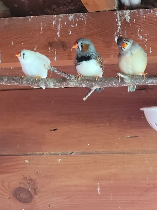 Zeberki z woliery zewnętrznej