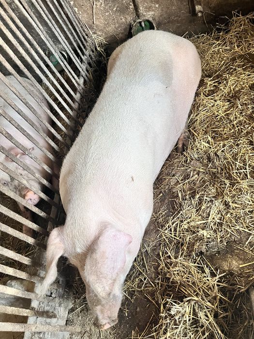 Sprzedam maciore, tucznika