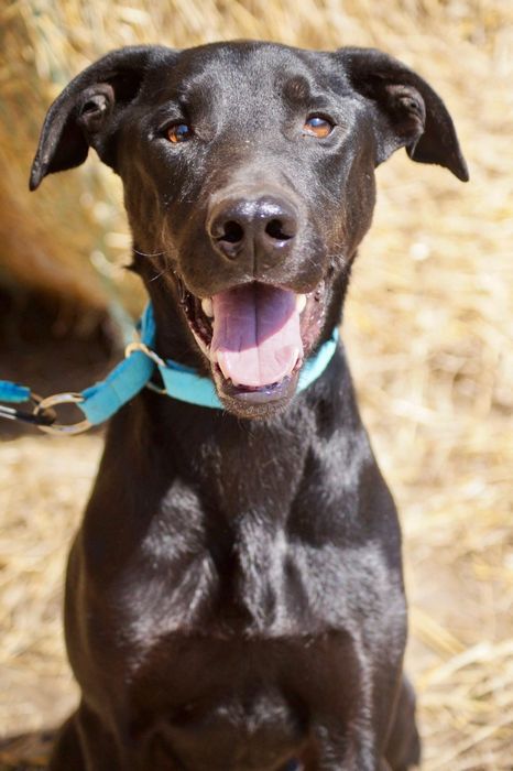 Kamir- łagodny duży pies szuka domu