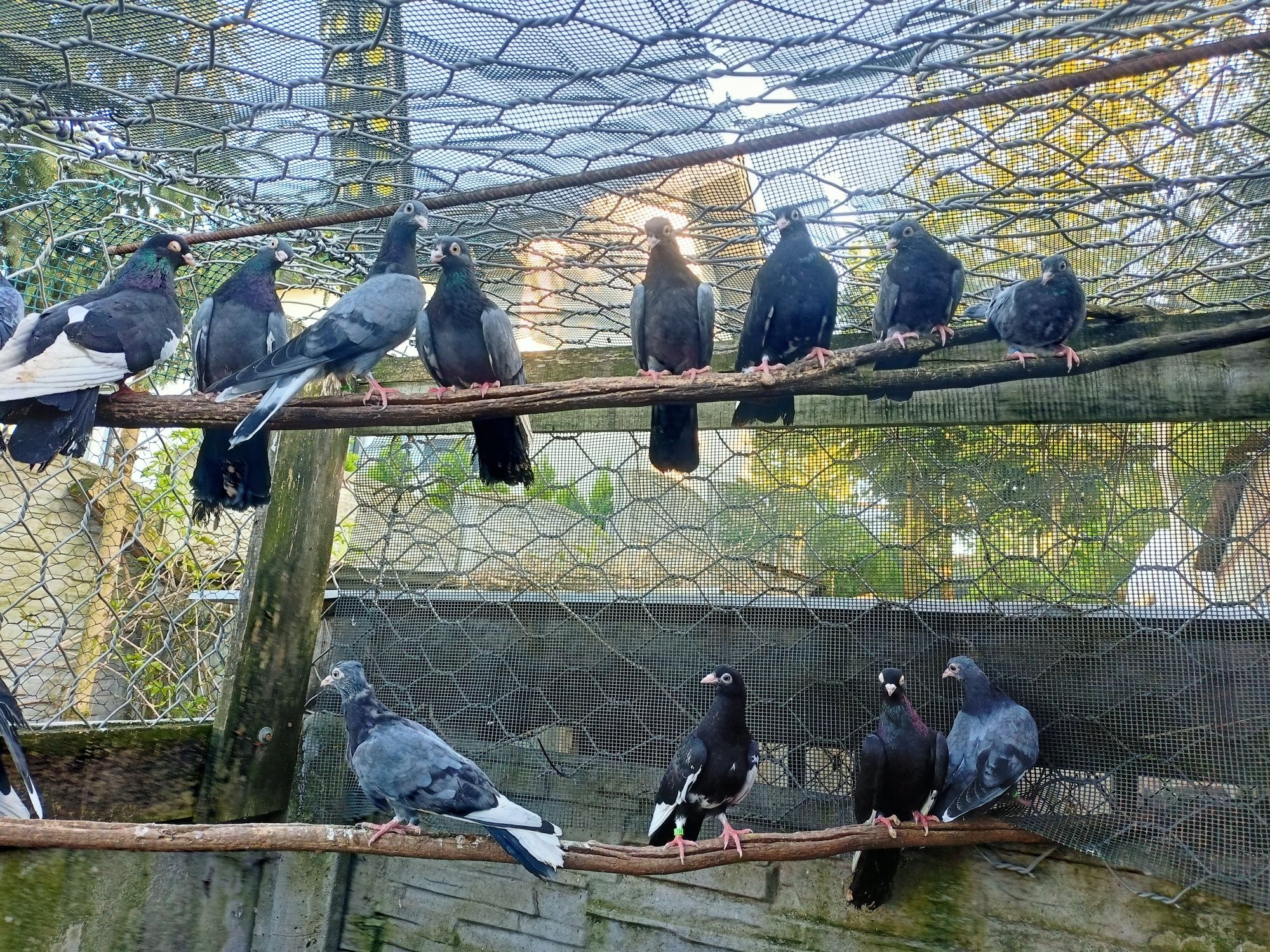 Gołębie zamojskie lotne.
