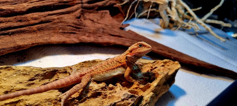 Agamy brodate młode