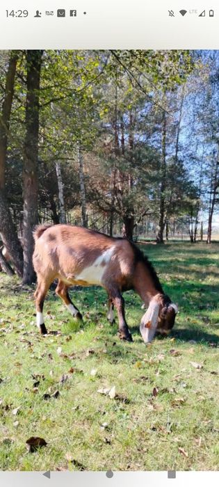Koziołek anglonubijski NOG