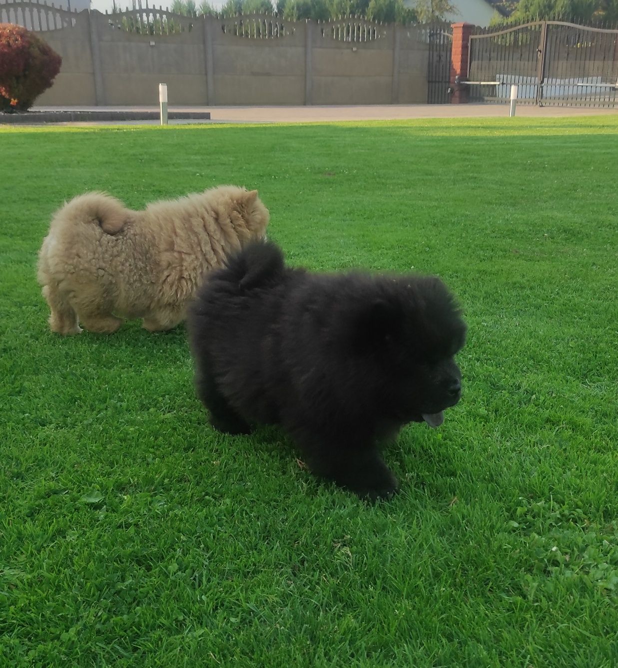 Chow chow ruda suczka