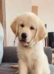 Golden retriever-szczenię