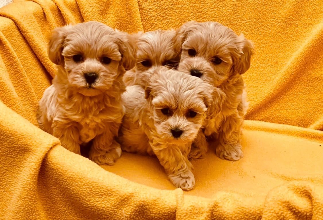 Maltipoo piesek, pudel toy-maltańczyk badania genetyczne