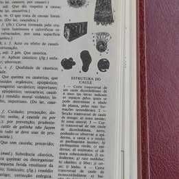 Dicionário Ilustrado Língua Portuguesa, Ed Verbo, completo, 4 volumes