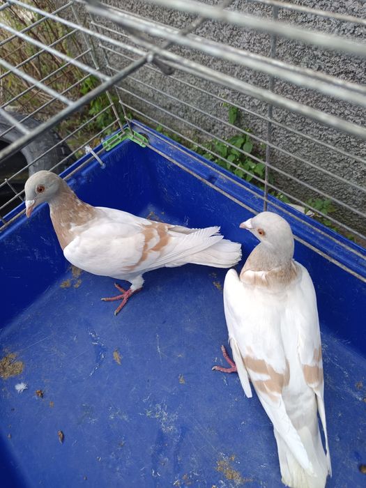 Sprzedam gołębie pocztowe DV ,PL ,2 sztuki MOŻLIWOŚĆ WYSYŁKI