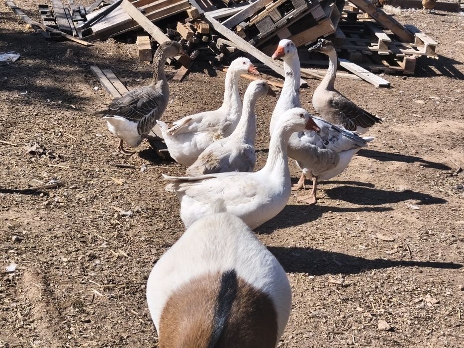 Casais de gansos