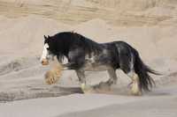 Stanowka ogierem gypsy cob/tinker