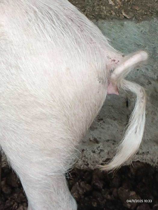 Porca Excelente Qualidade