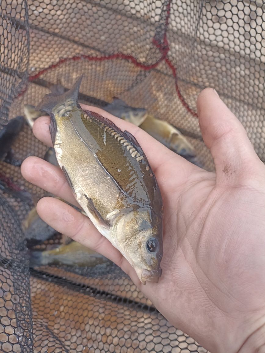 Karp ,Lin,Szczupak, Płoć narybek