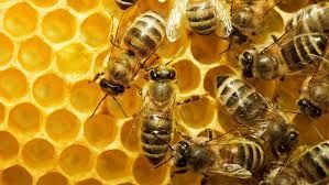 Продаю бджолопакети