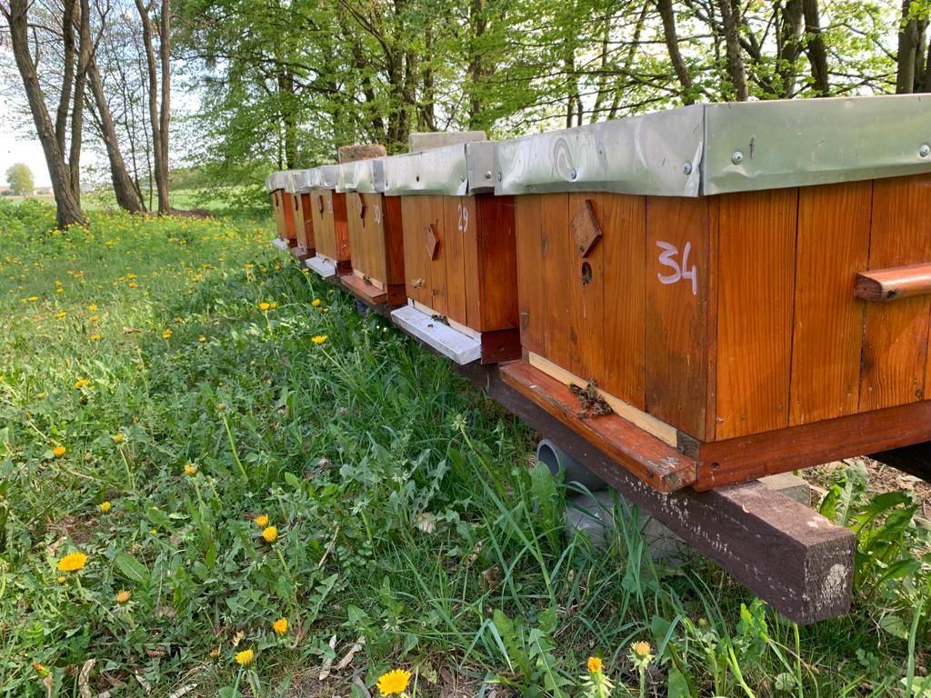 Rodziny pszczele, bez uli. Warszawskie poszerzane, wielkopolskie