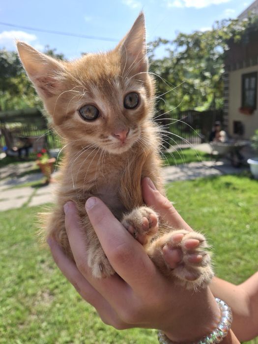 Маленькі котики/кошеня