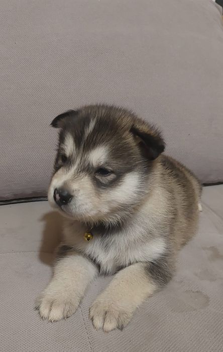 Sprzedam suczke Alaskan Malamute