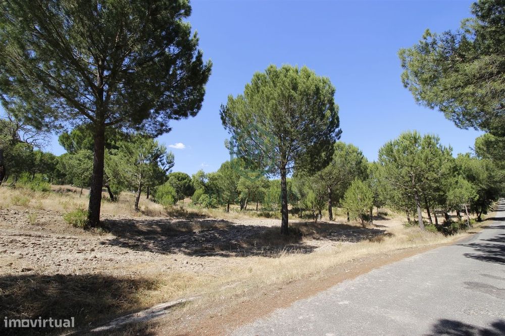 Terreno Rústico  Venda em Mora,Mora