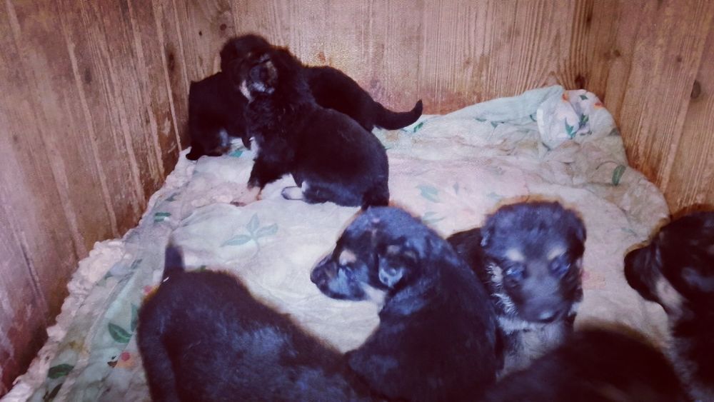 Продам цуценят німецької вівчарки!!!